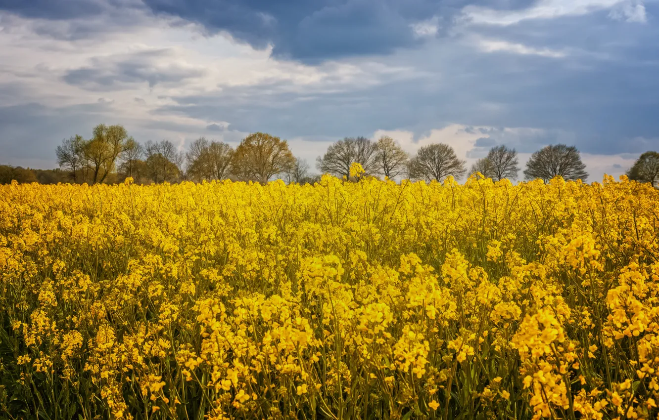 Photo wallpaper field, the sky, clouds, trees, flowers, yellow, meadow, rape