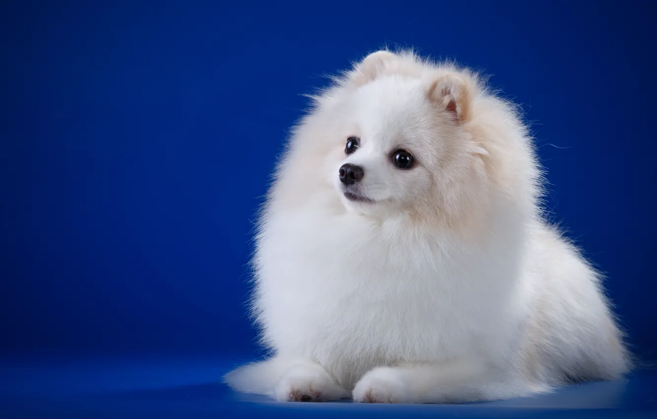 Photo wallpaper white, breed, Spitz