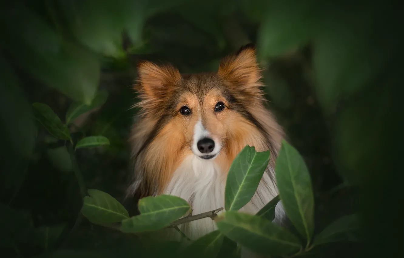Photo wallpaper leaves, dog, Sheltie