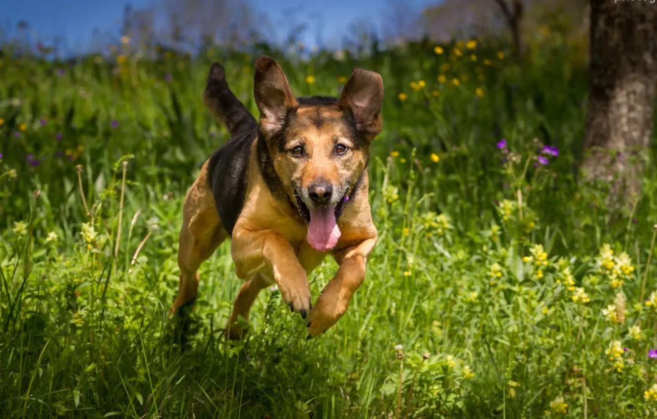 Photo wallpaper look, each, dog