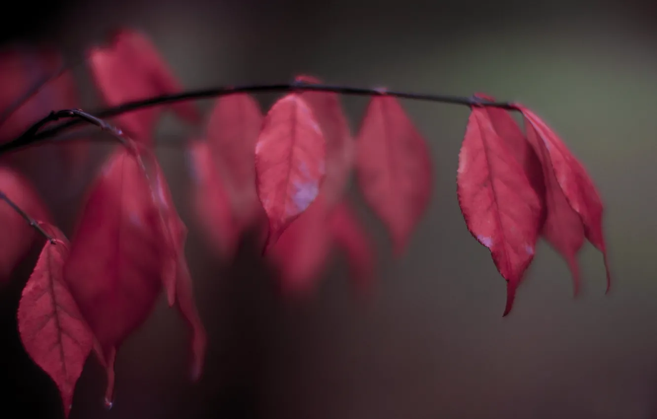 Photo wallpaper leaves, branch, blur, red, autumn