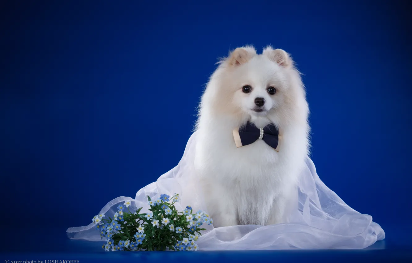 Photo wallpaper flowers, background, baby, Puppy, fabric, bokeh