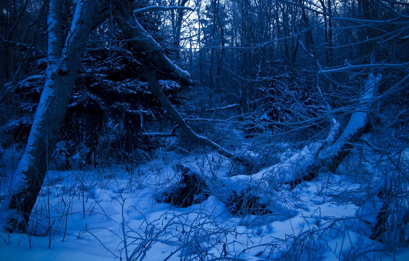 Photo wallpaper winter, forest, blue