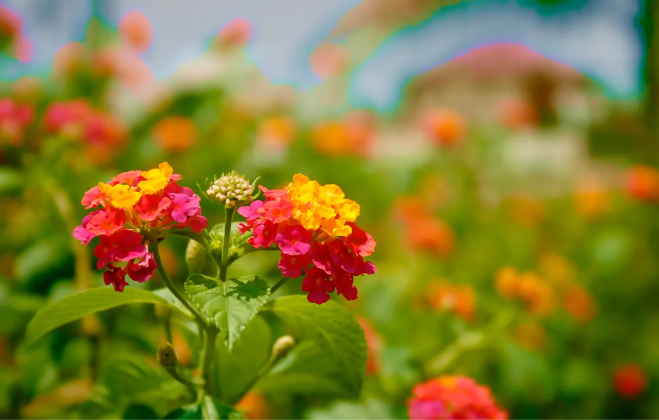 Photo wallpaper bright, flowering, bloom