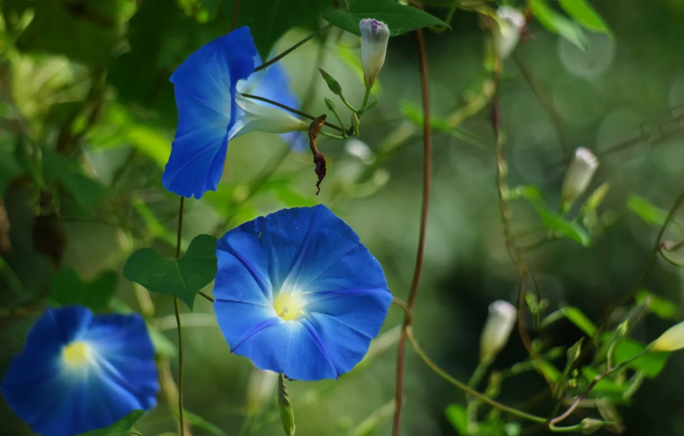 Photo wallpaper flowers, blue, nature, vines, bindweed, morning glory