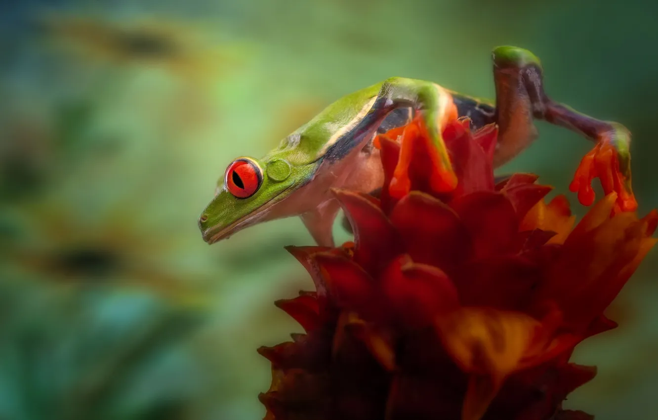 Photo wallpaper Nature, Flower, Frog