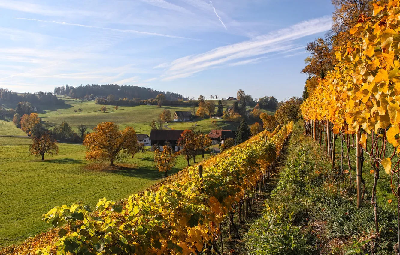 Photo wallpaper trees, home, Switzerland, valley, slope, vineyard