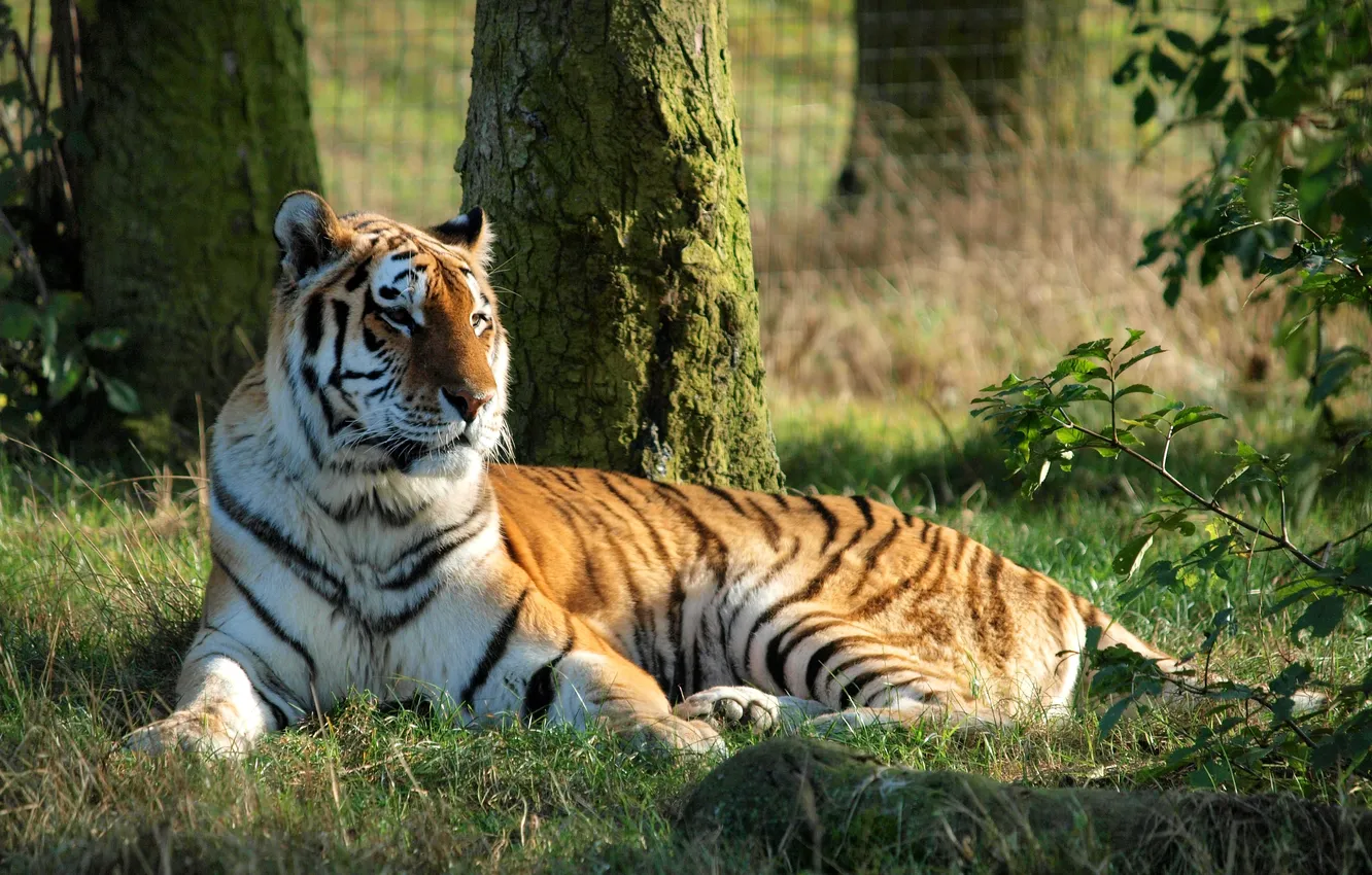 Photo wallpaper cat, tiger, background, stay, beast