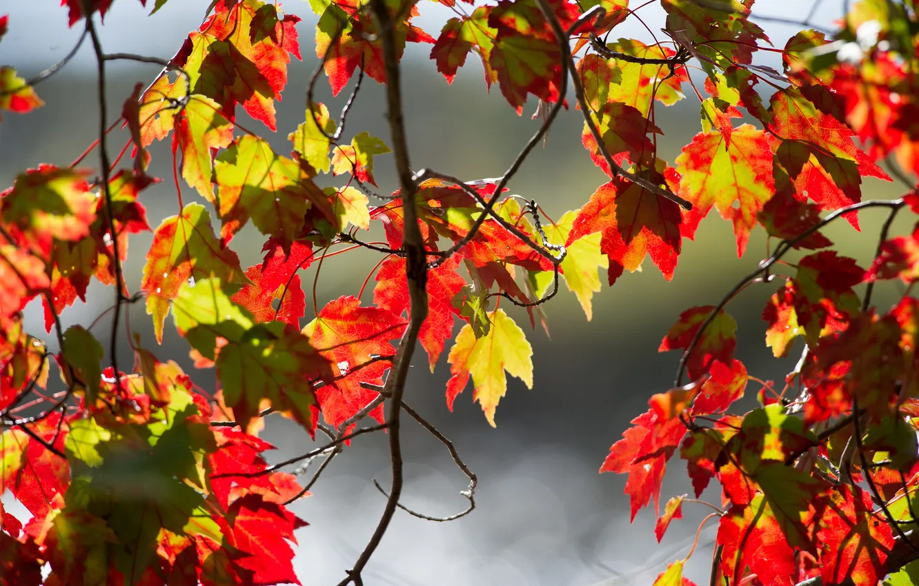 Photo wallpaper autumn, leaves, branches