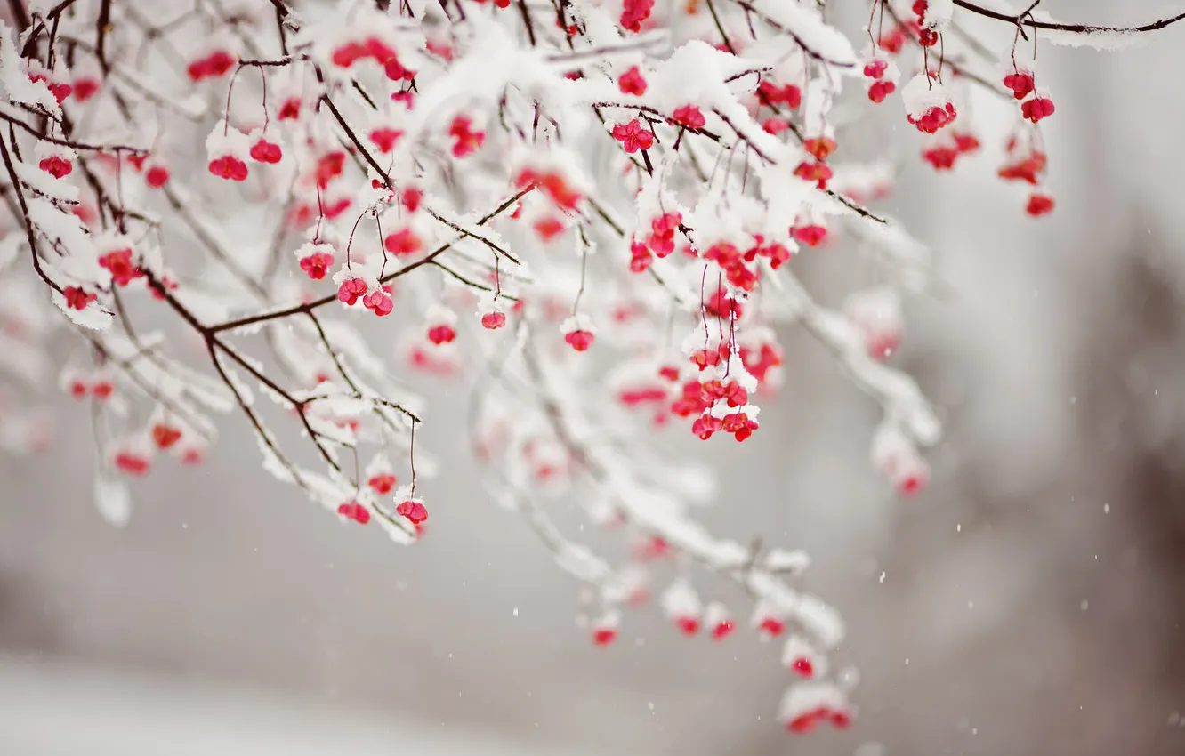 Photo wallpaper snow, branches, red, fruit
