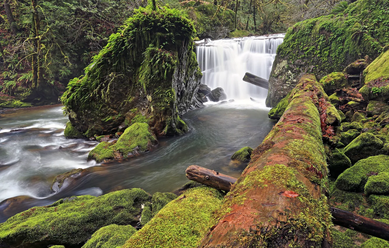 Photo wallpaper forest, river, stones, waterfall, moss, log