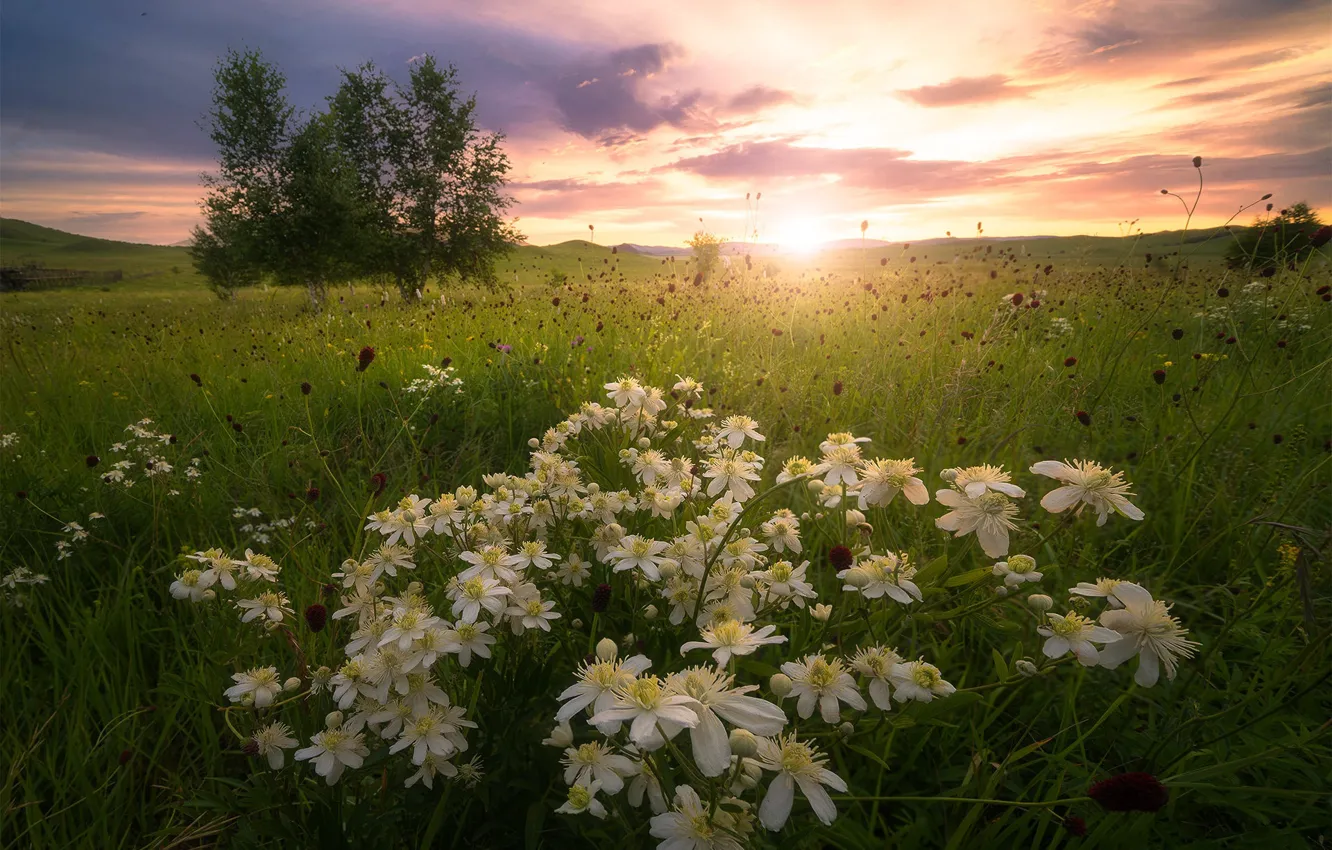 Photo wallpaper field, the sun, clouds, trees, flowers, nature, meadow