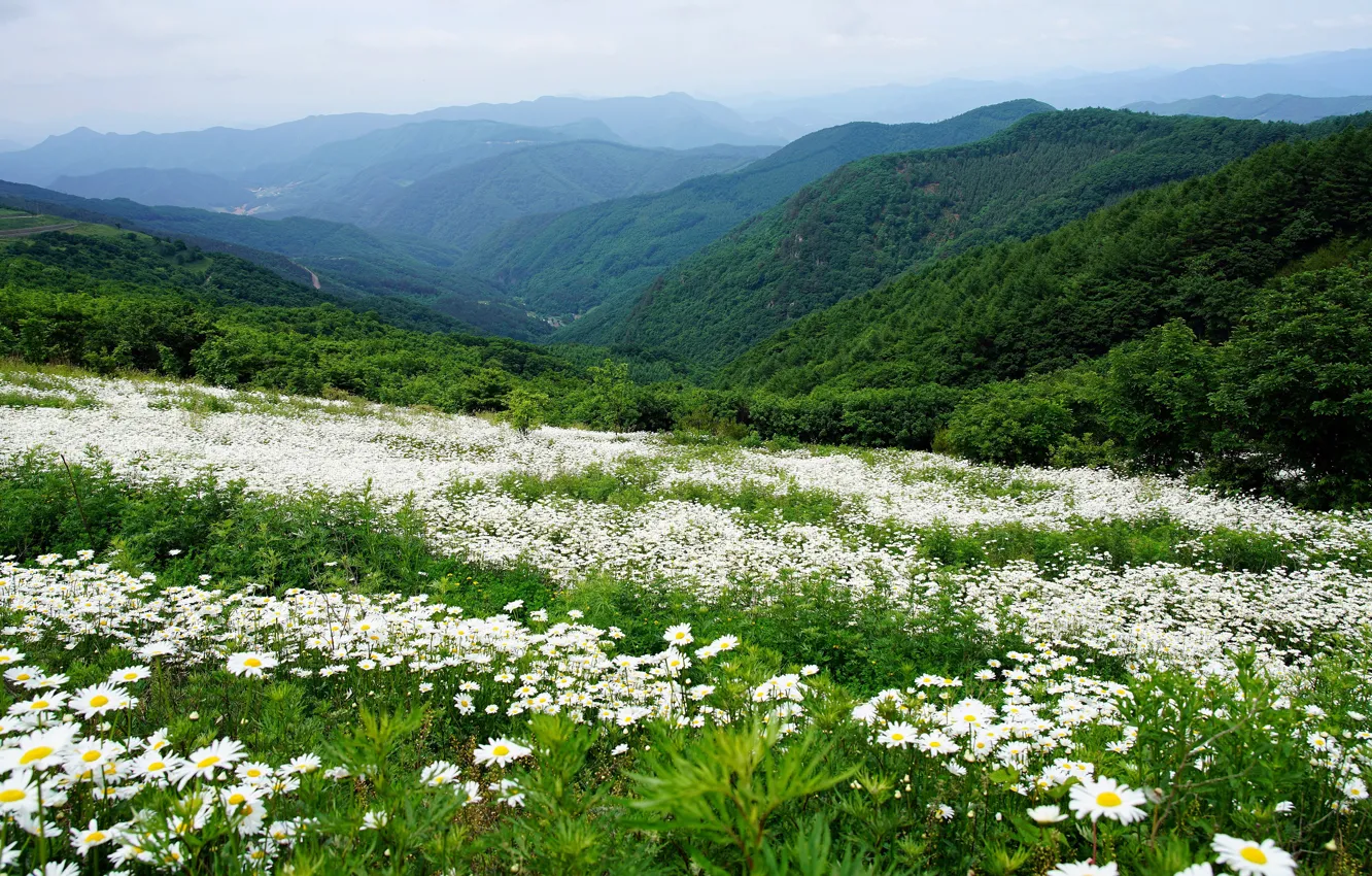 Photo wallpaper greens, forest, summer, flowers, mountains, hills, the slopes, view