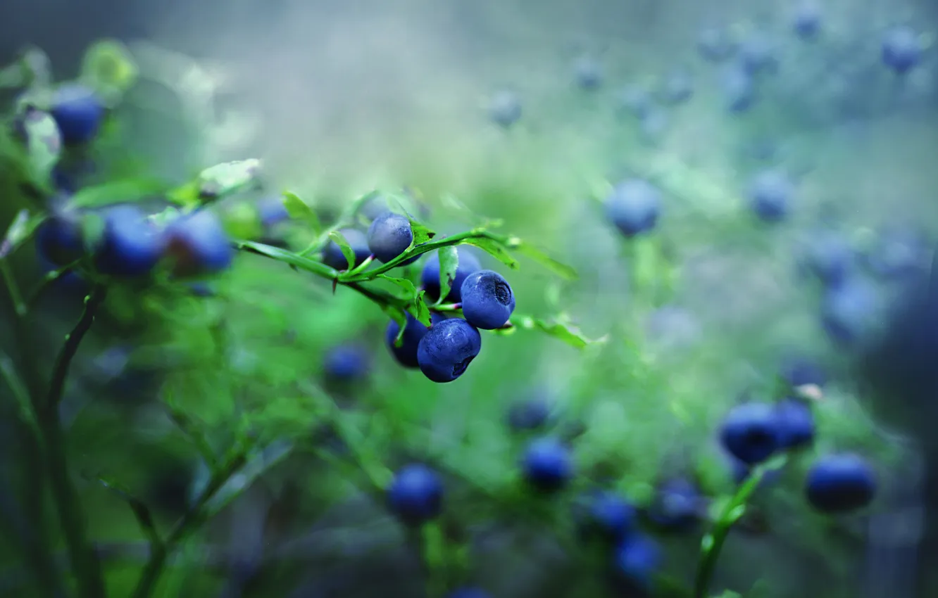 Photo wallpaper branches, nature, berries, blueberries, bokeh, blurred background, blueberries