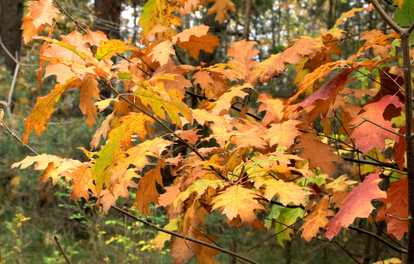 Photo wallpaper autumn, leafs, twigs