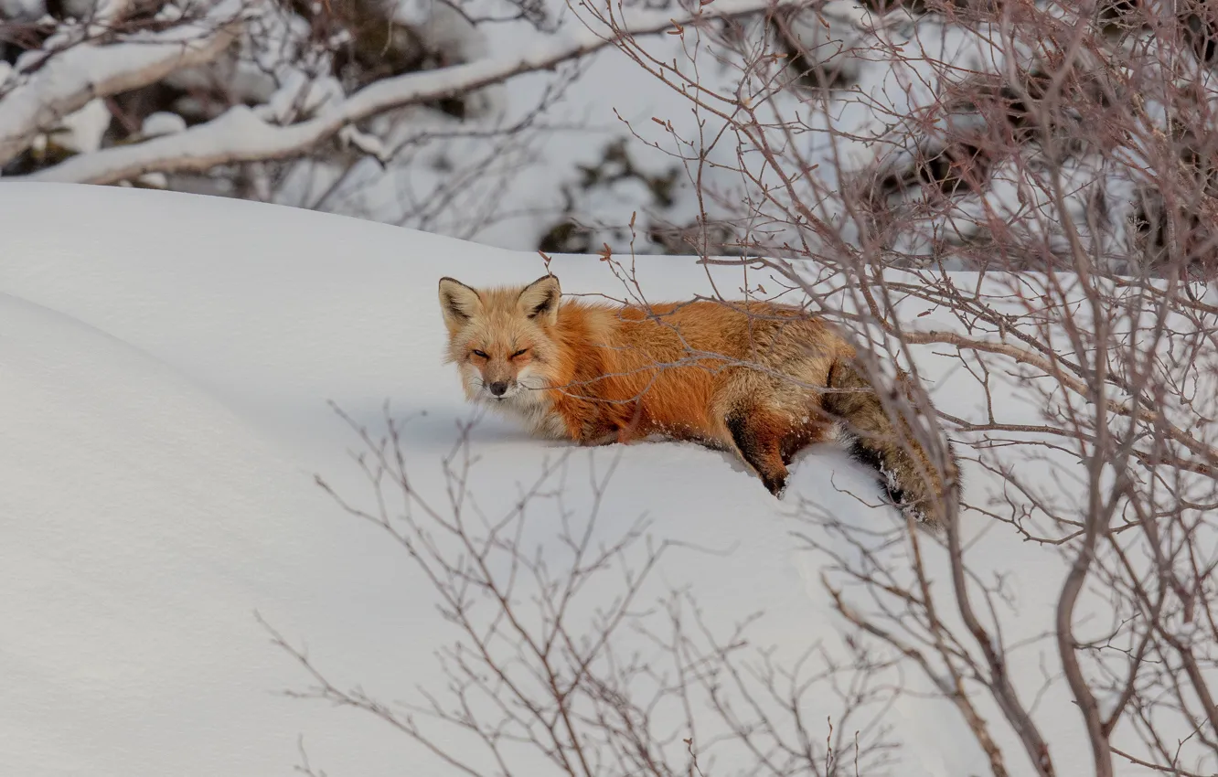 Photo wallpaper winter, look, snow, branches, nature, Fox, the snow, walk