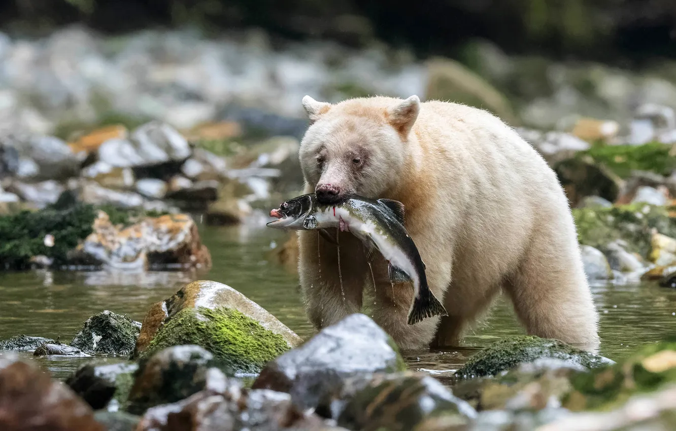 Photo wallpaper face, river, stones, fishing, fish, bear, pond, bokeh