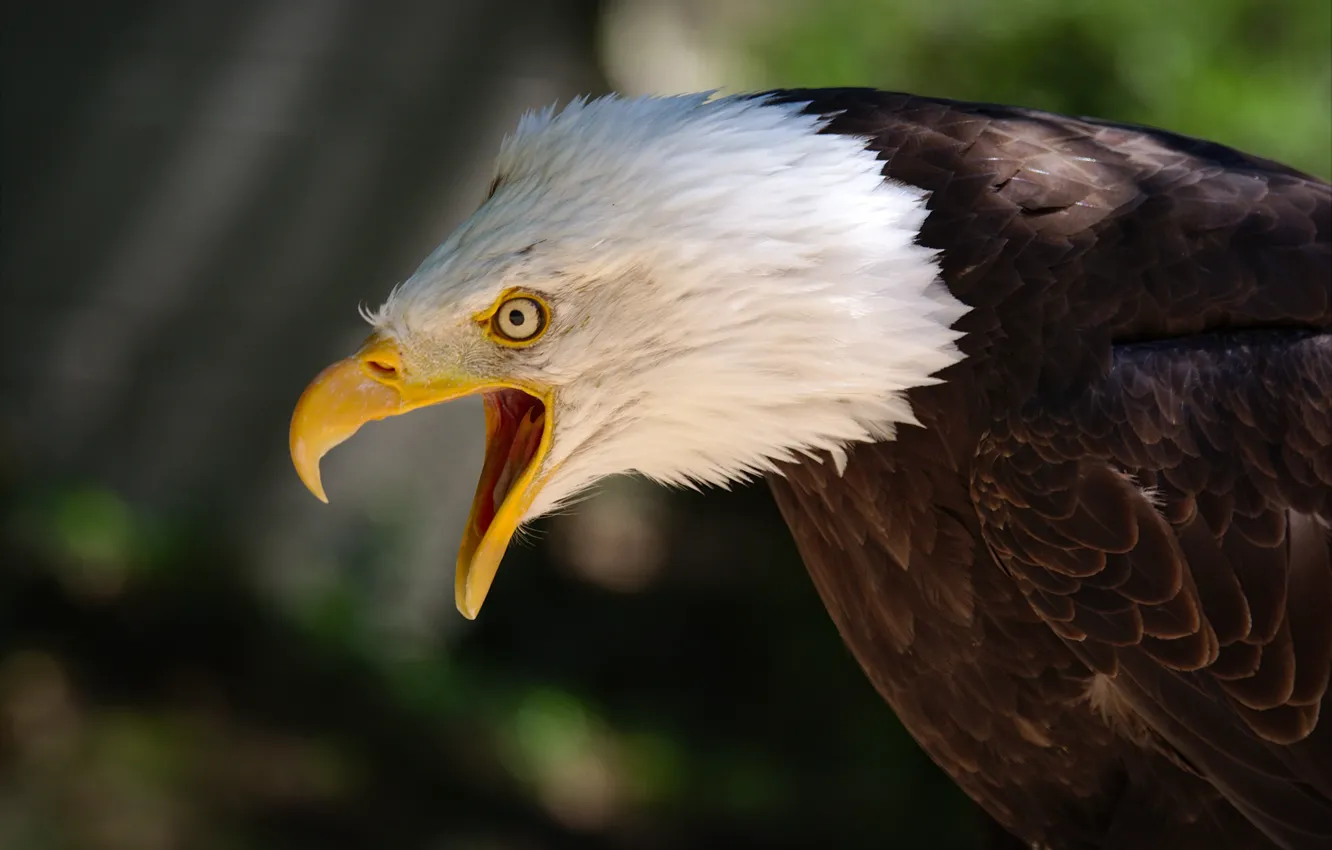 Photo wallpaper eyes, background, bird, eagle, feathers, beak