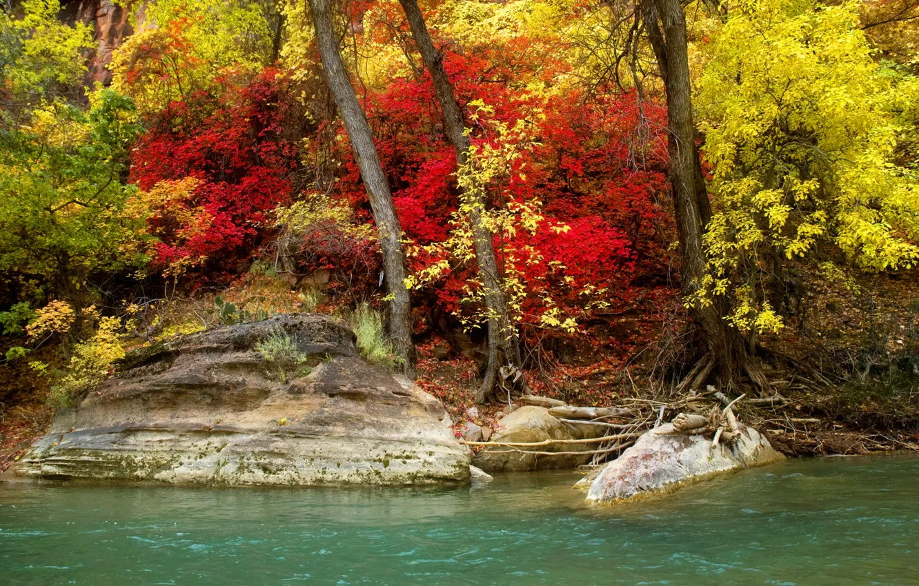 Photo wallpaper autumn, forest, trees, river, stones, shore