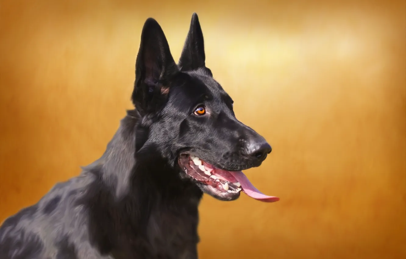 Photo wallpaper language, look, background, shepherd