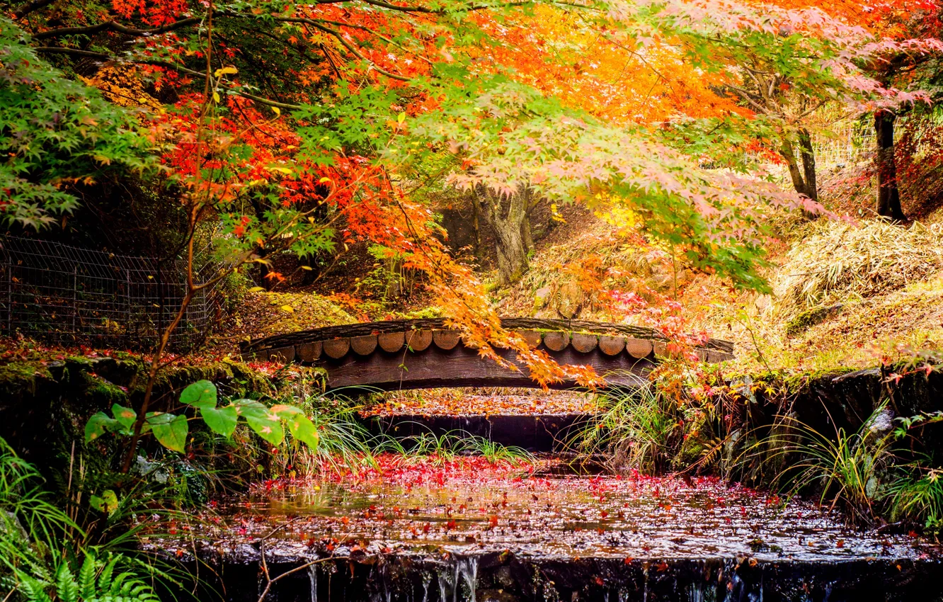 Photo wallpaper autumn, leaves, trees, bridge, Park, stream, Japan, cascade