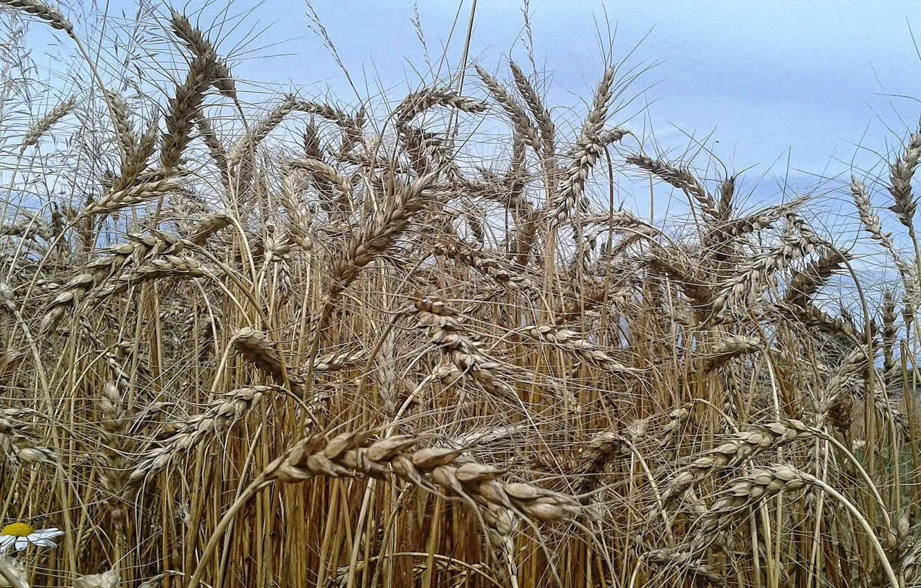 Photo wallpaper wheat, field, spikelets