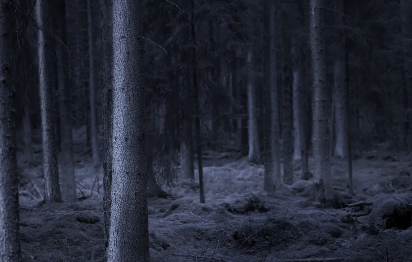 Photo wallpaper forest, trees, nature