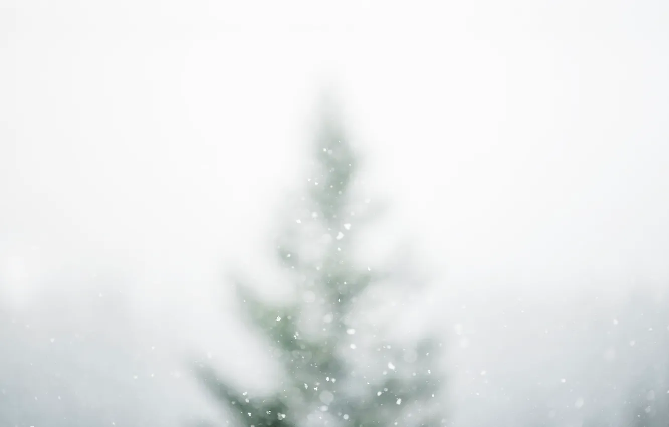 Photo wallpaper winter, snow, nature, spruce, bokeh, white white