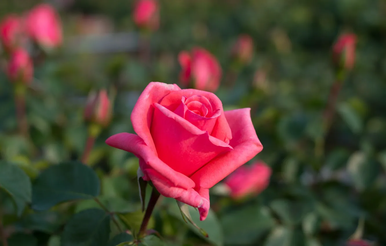 Photo wallpaper leaves, macro, rose, Bush, petals, flowerbed