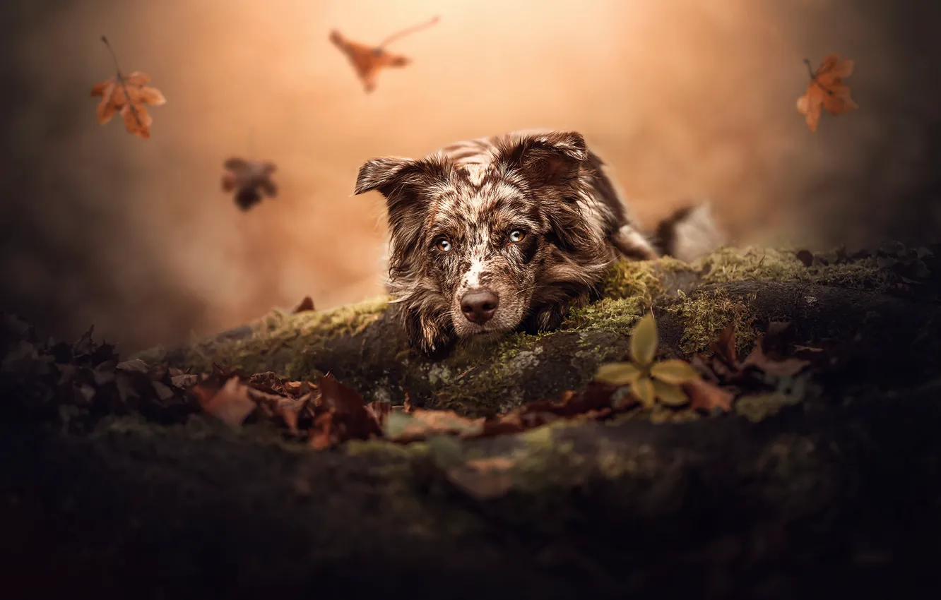 Photo wallpaper autumn, face, leaves, dog, log