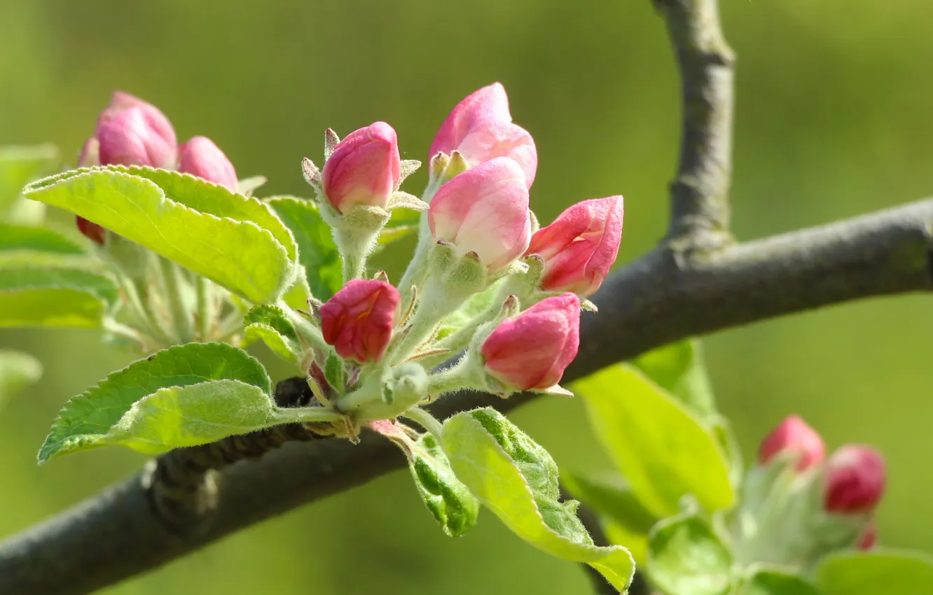 Photo wallpaper flower, spring, twig