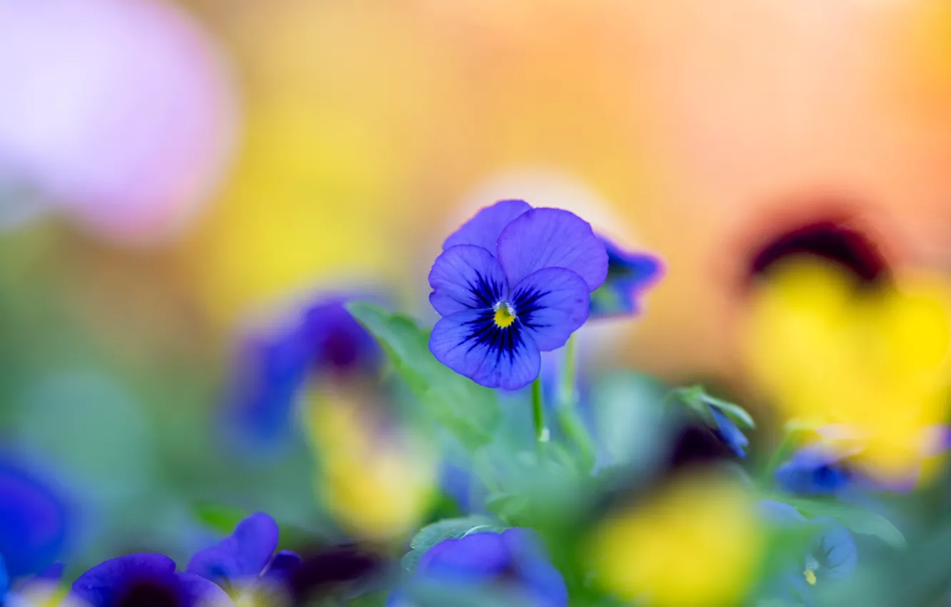 Photo wallpaper flowers, Pansy, bokeh, viola