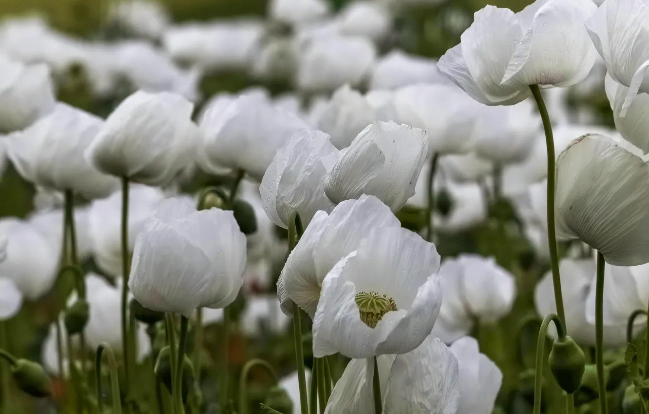 Photo wallpaper drops, flowers, Maki, white, poppy field