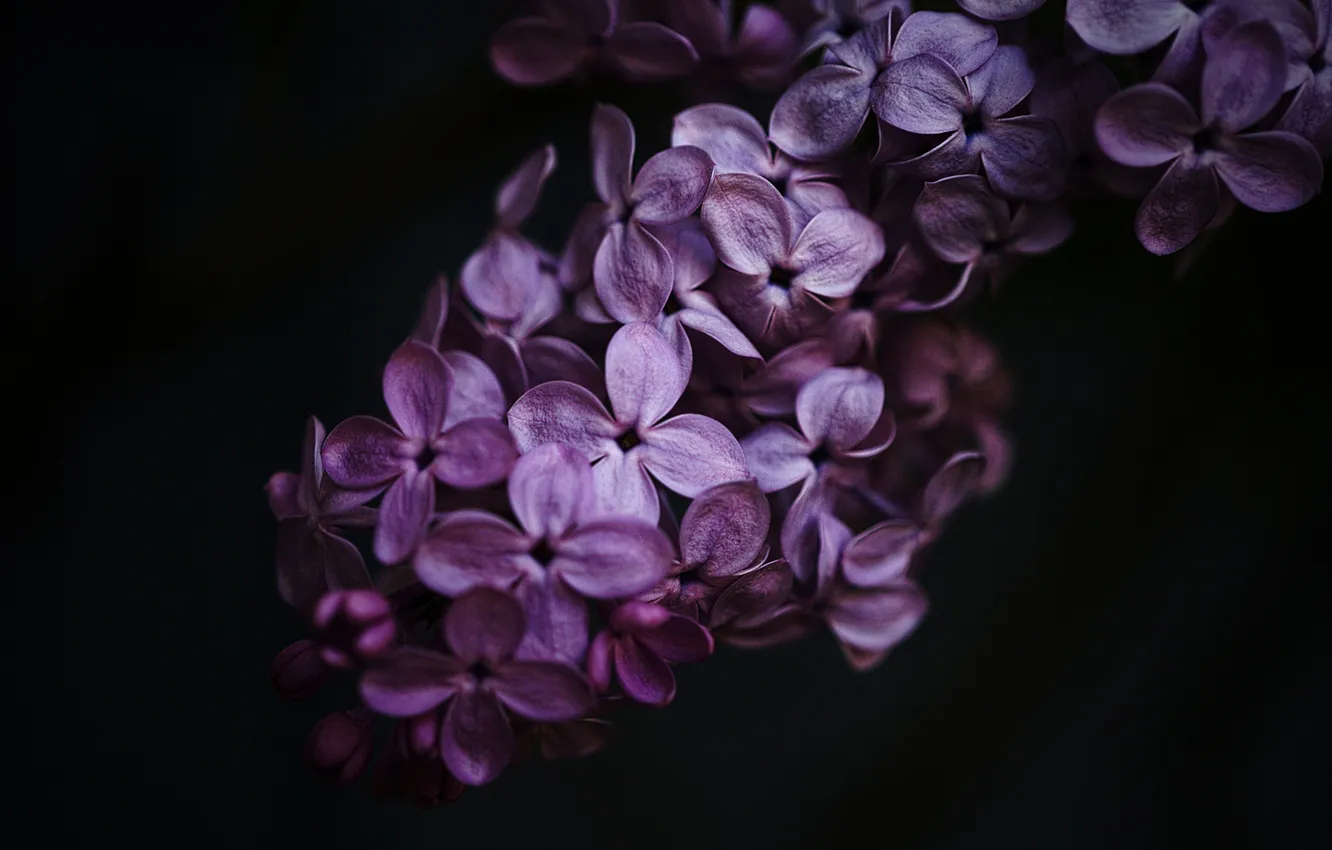 Photo wallpaper flowers, black background, lilac
