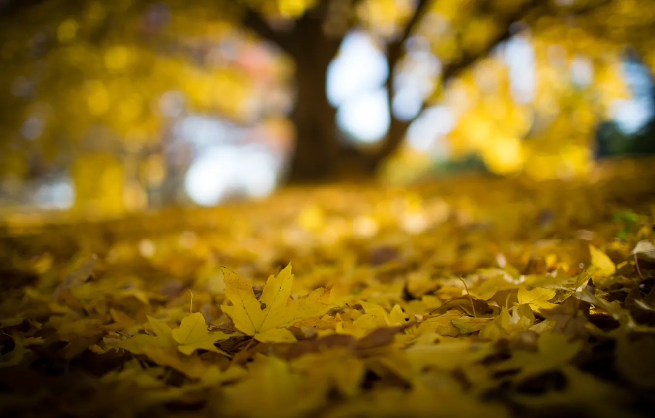 Photo wallpaper forest, yellow, beautiful, autumn, leaves