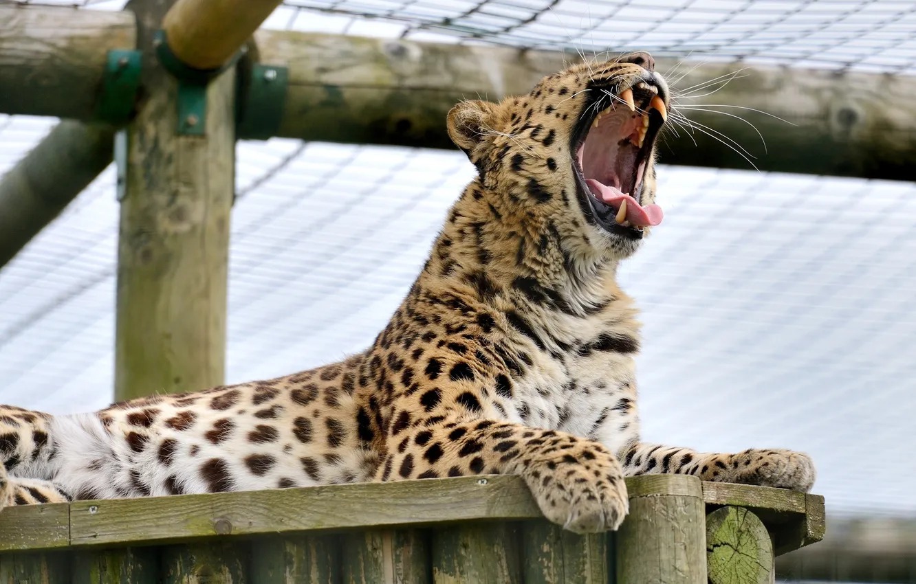 Photo wallpaper predator, mouth, fangs, wild cat, yawns, the Amur leopard