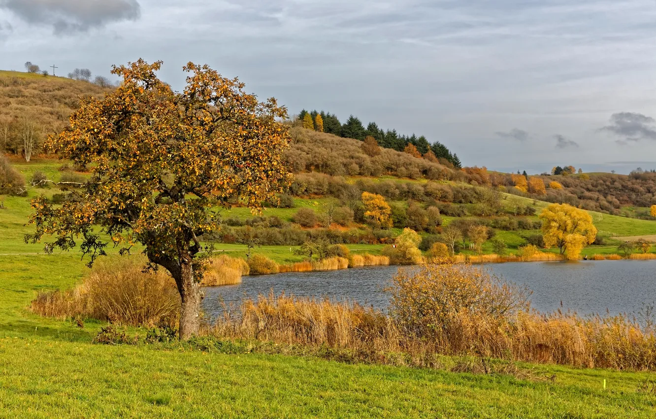 Photo wallpaper autumn, grass, trees, river, shore, Germany, the bushes, Schalkenmehren