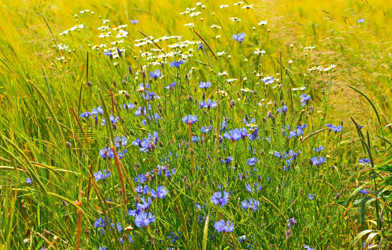 Photo wallpaper field, grass, flowers, meadow