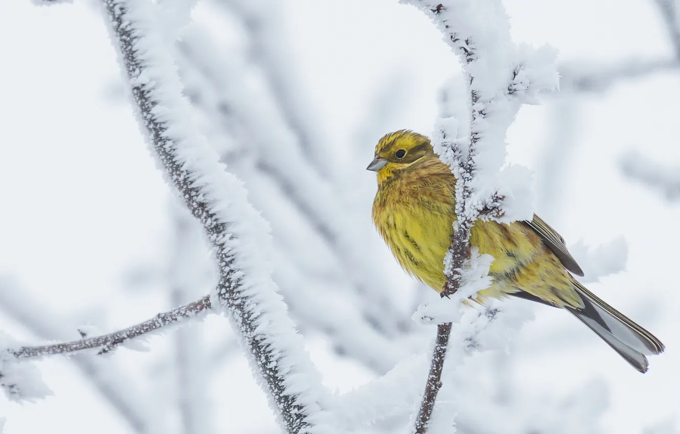 Photo wallpaper winter, snow, bird, Ordinary oatmeal
