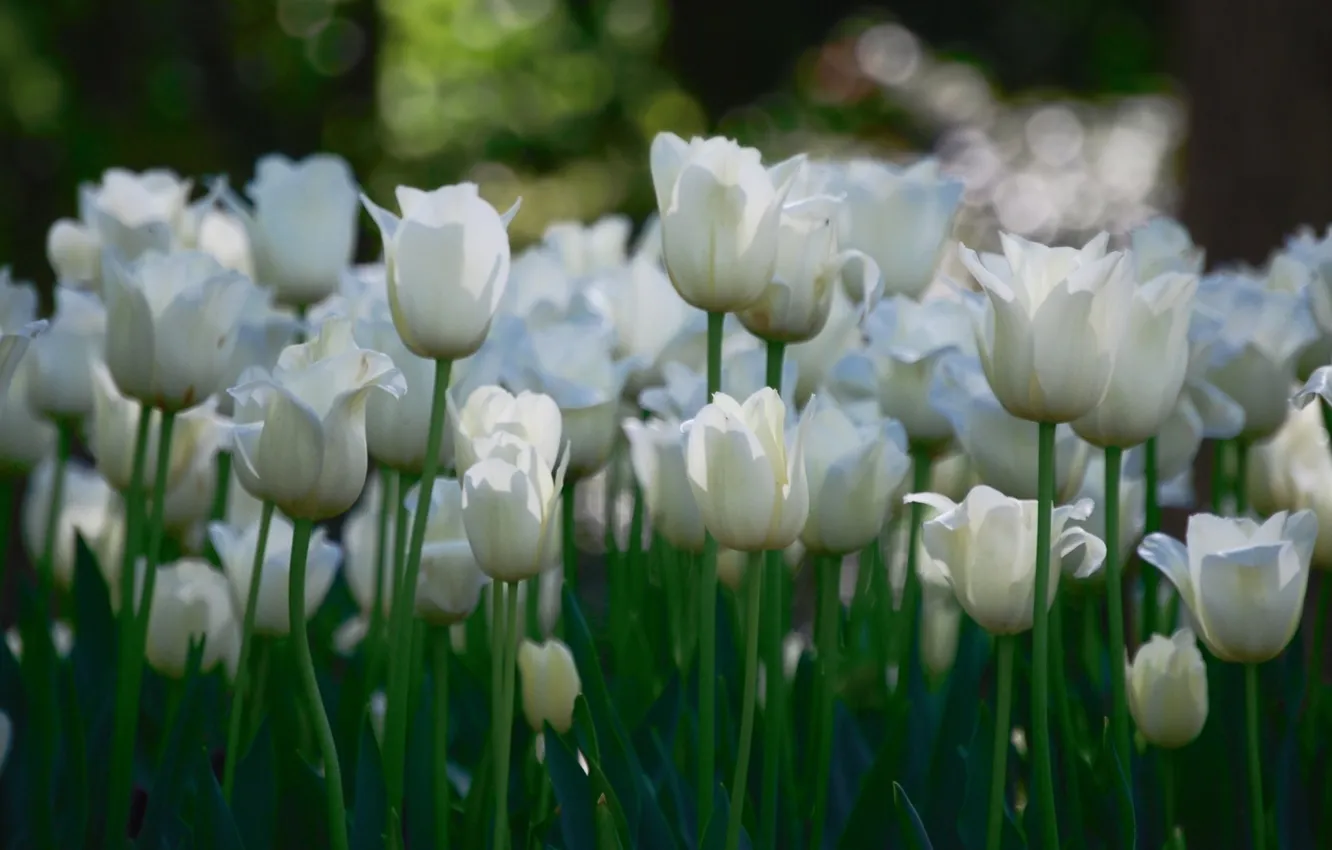 Photo wallpaper field, petals, stem, tulips, white, bokeh