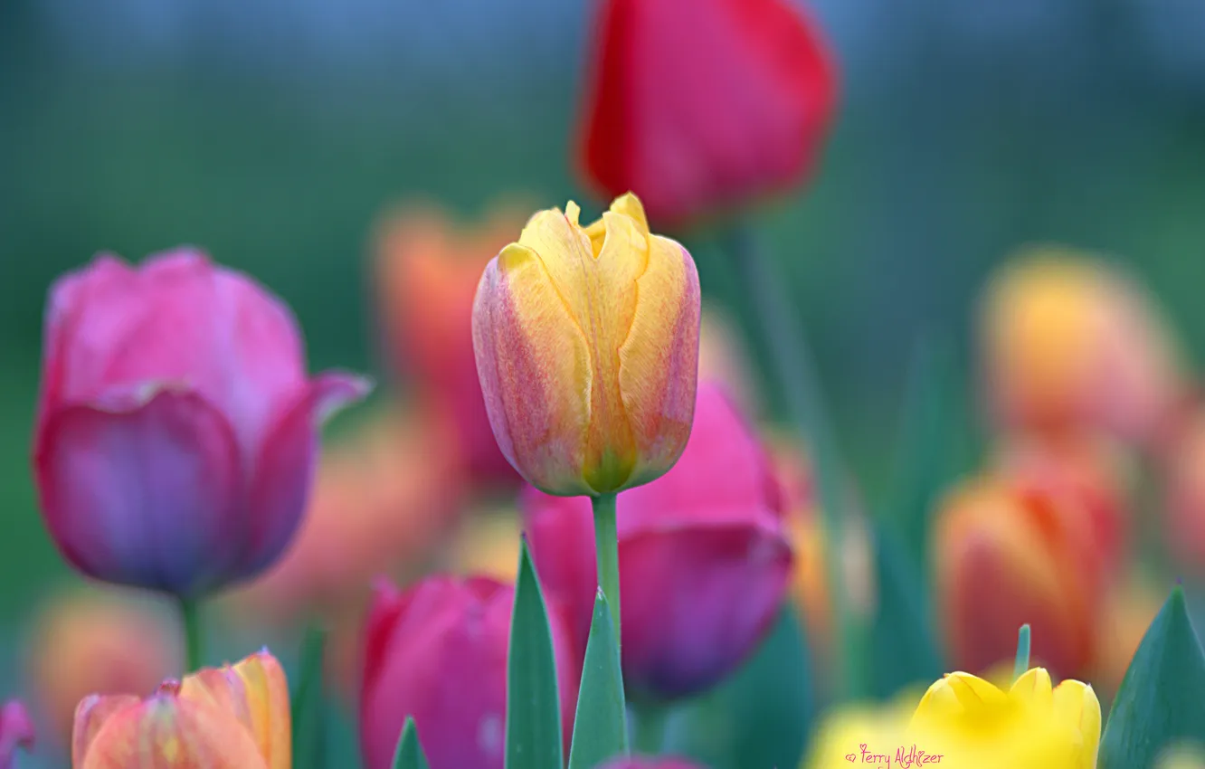 Photo wallpaper colored, spring, tulips, a lot