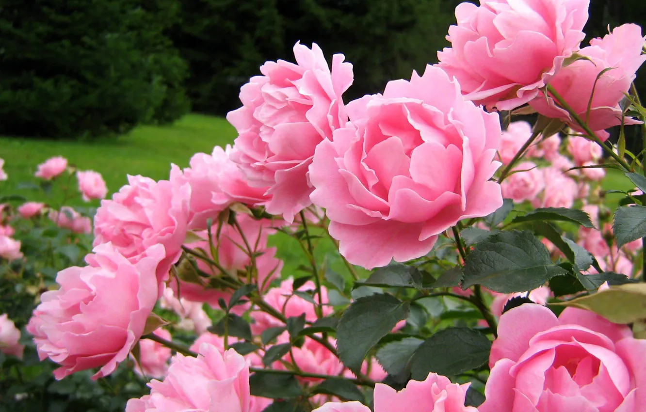 Photo wallpaper pink, buds, the bushes