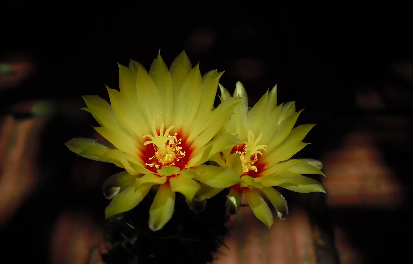 Photo wallpaper Thailand, Bangkok, cactus