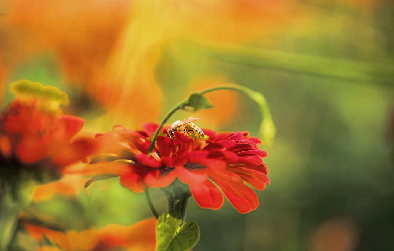 Photo wallpaper flower, red, bee, background, blur