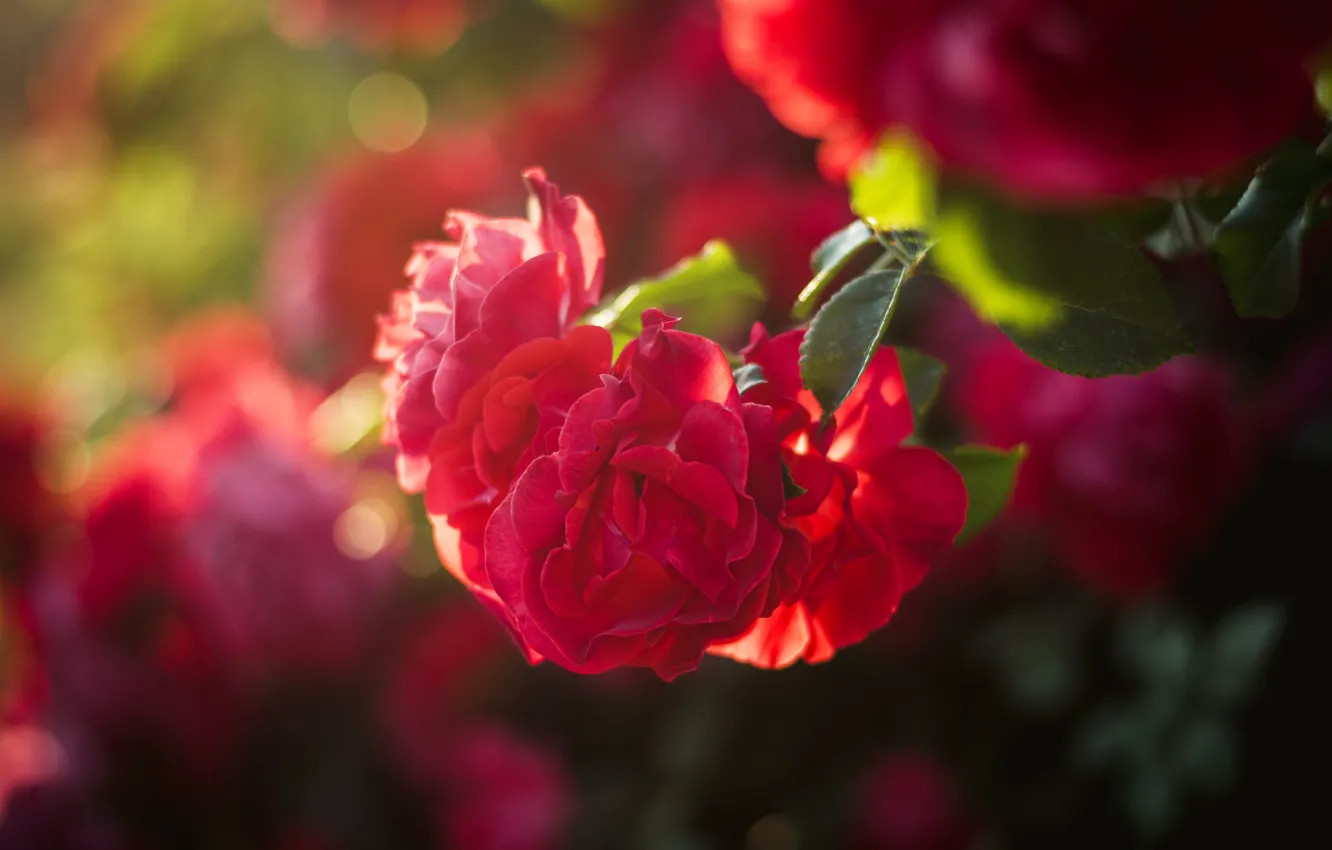 Photo wallpaper summer, the sun, rays, flowers, tenderness, heat, roses, the bushes