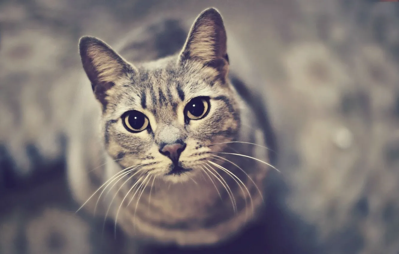 Photo wallpaper Sony, funny, paki, kiyu, Cate