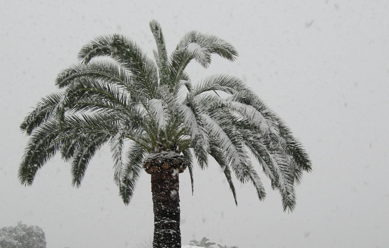 Photo wallpaper winter, snow, Palma, France, Cagnes-sur-Mer