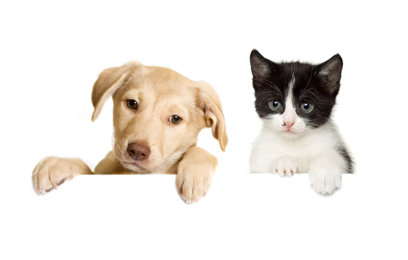 Photo wallpaper cat, look, pose, together, legs, dog, puppy, white background