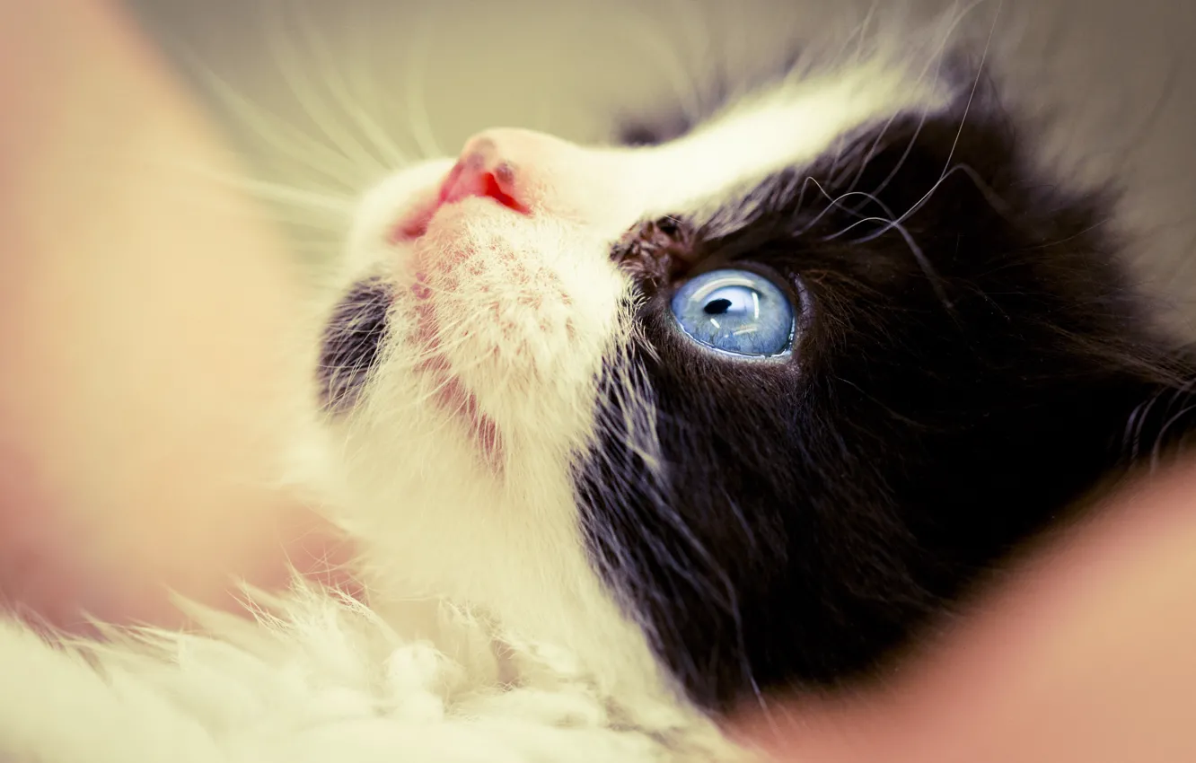 Photo wallpaper cat, macro, black and white, muzzle, kitty, blue eyes, friendly
