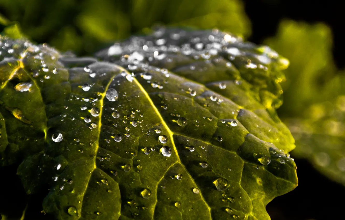 Photo wallpaper water, leaves, macro, reflection, droplets